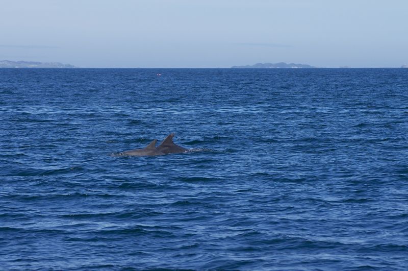 Schottland - Whale Watching - Delfine