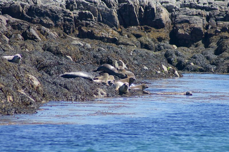 Schottland - Whale Watching - Seehunde